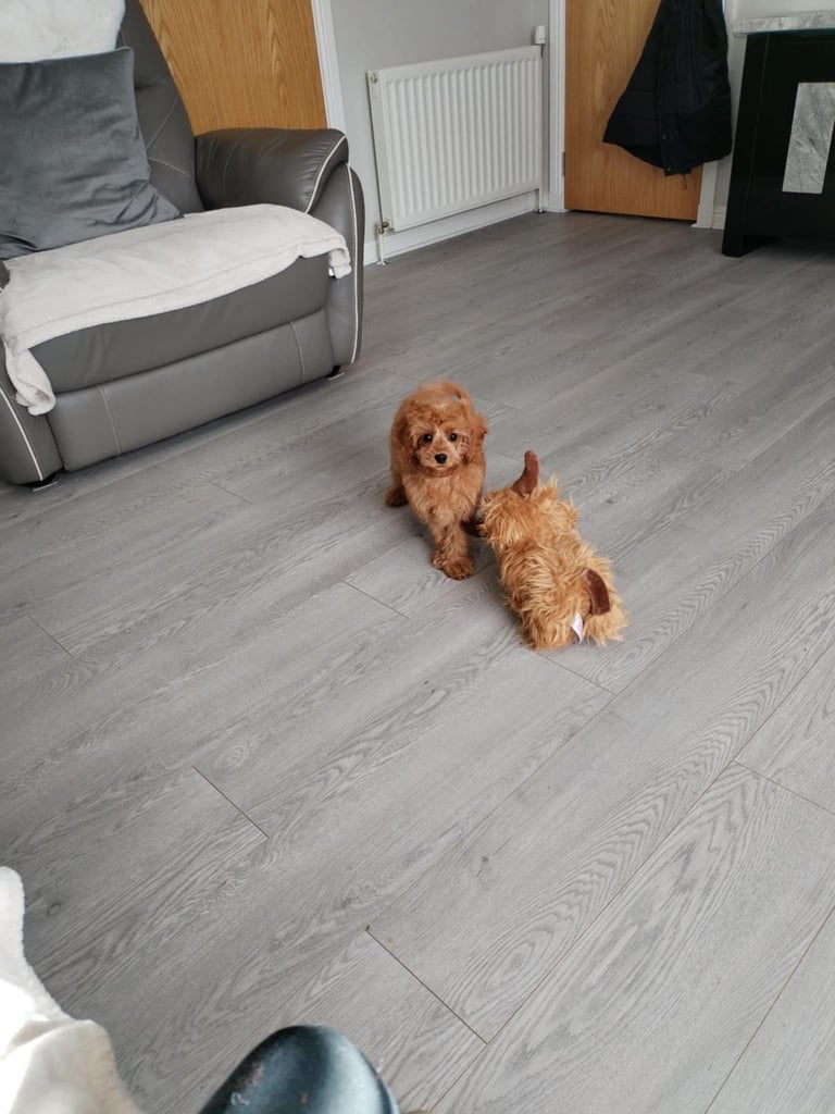 Cavapoos 