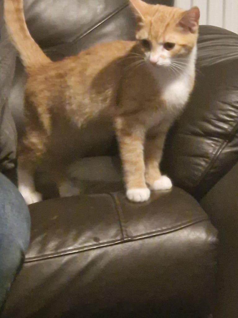 2x kittens need new home 
