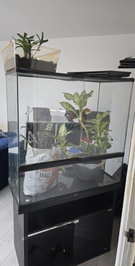 Glass terrarium set up