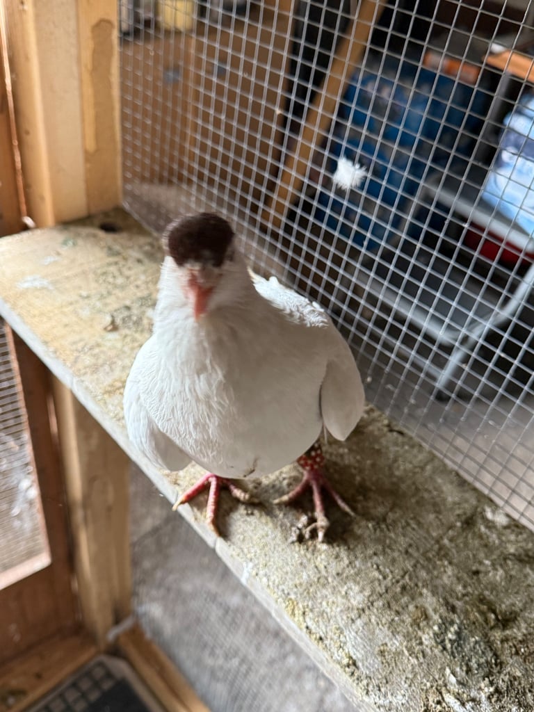 Afghan pigeons 