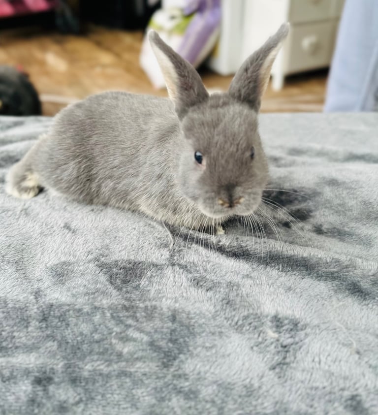Rabbits for sale