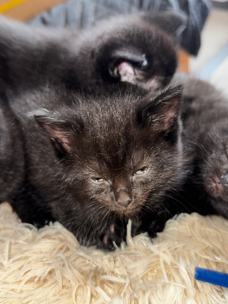 Black cats 