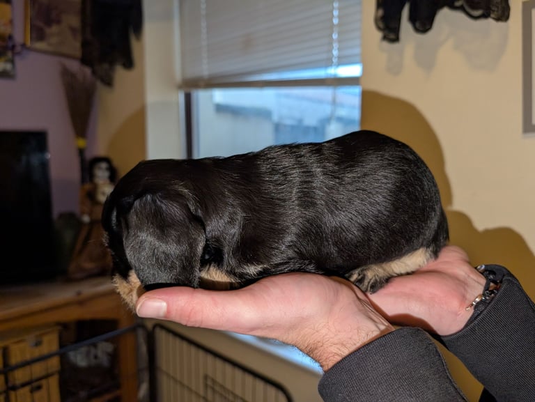4 Dachshund pups