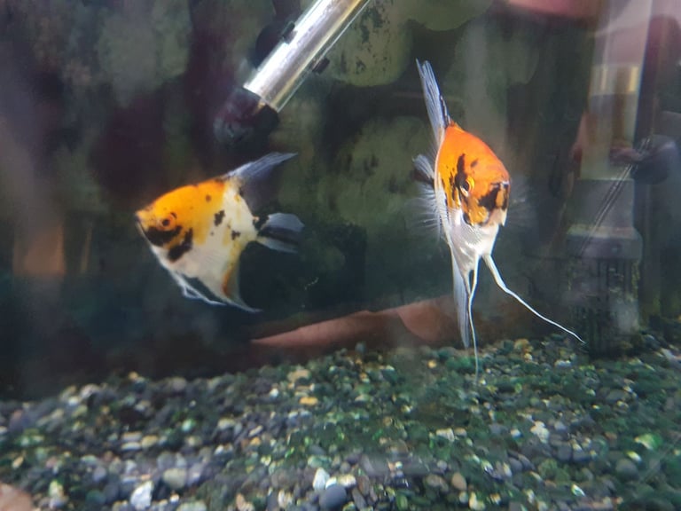 Angel fish