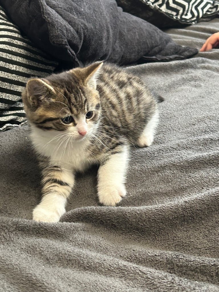  🐾 4 Beautiful Kittens for Sale – 8 Weeks Old 🐾