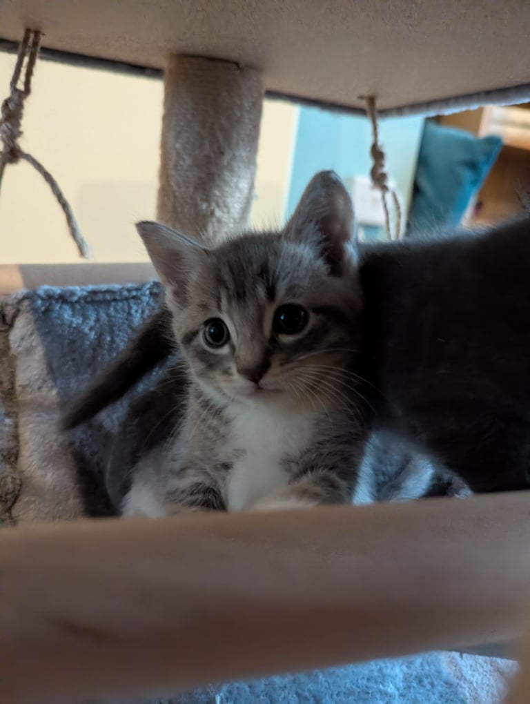 Kittens need a home soon