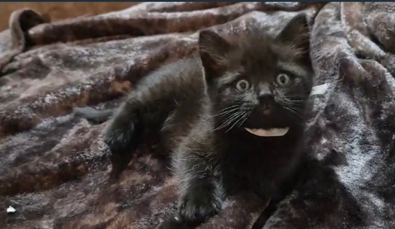 British short hair cross ragdoll kittens 