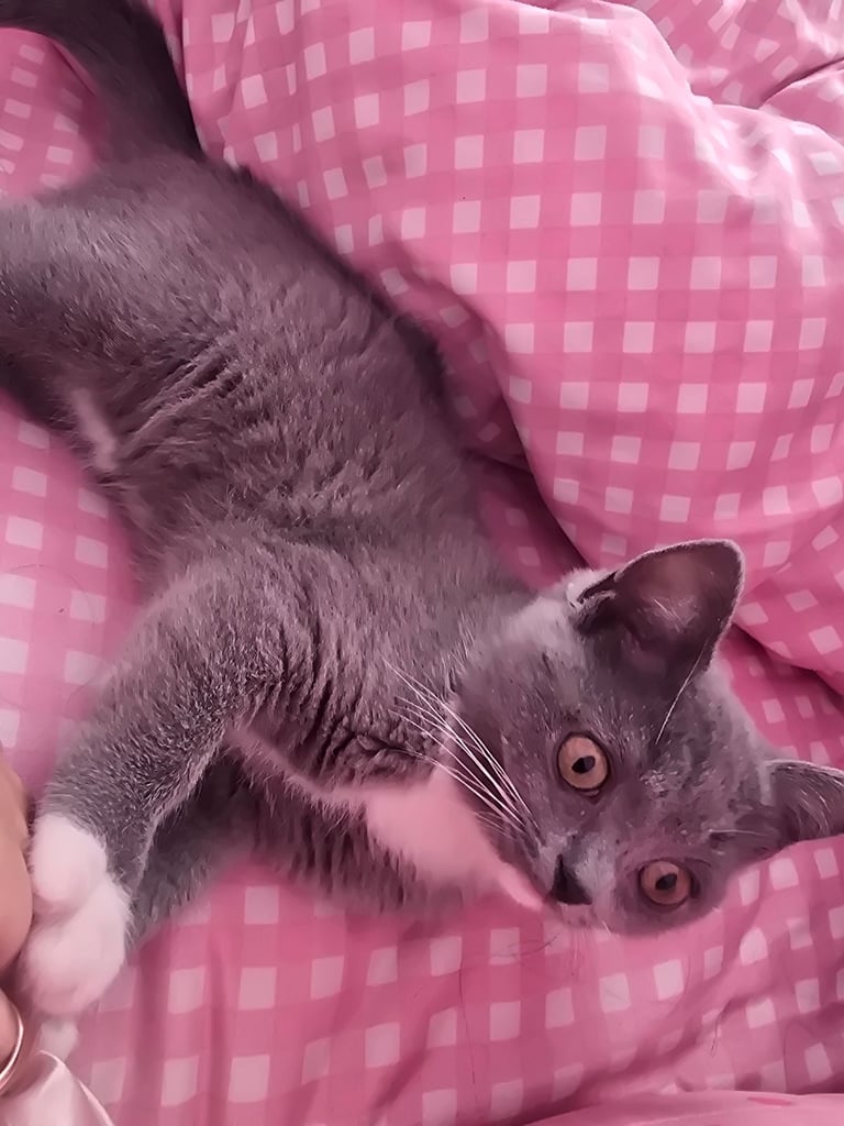 Female kitten british shorthair crossed ragdoll 