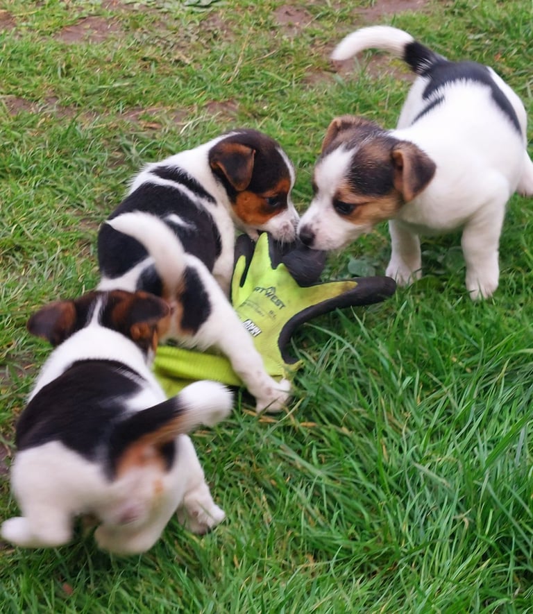 image for Stunning Jack Russell puppies 