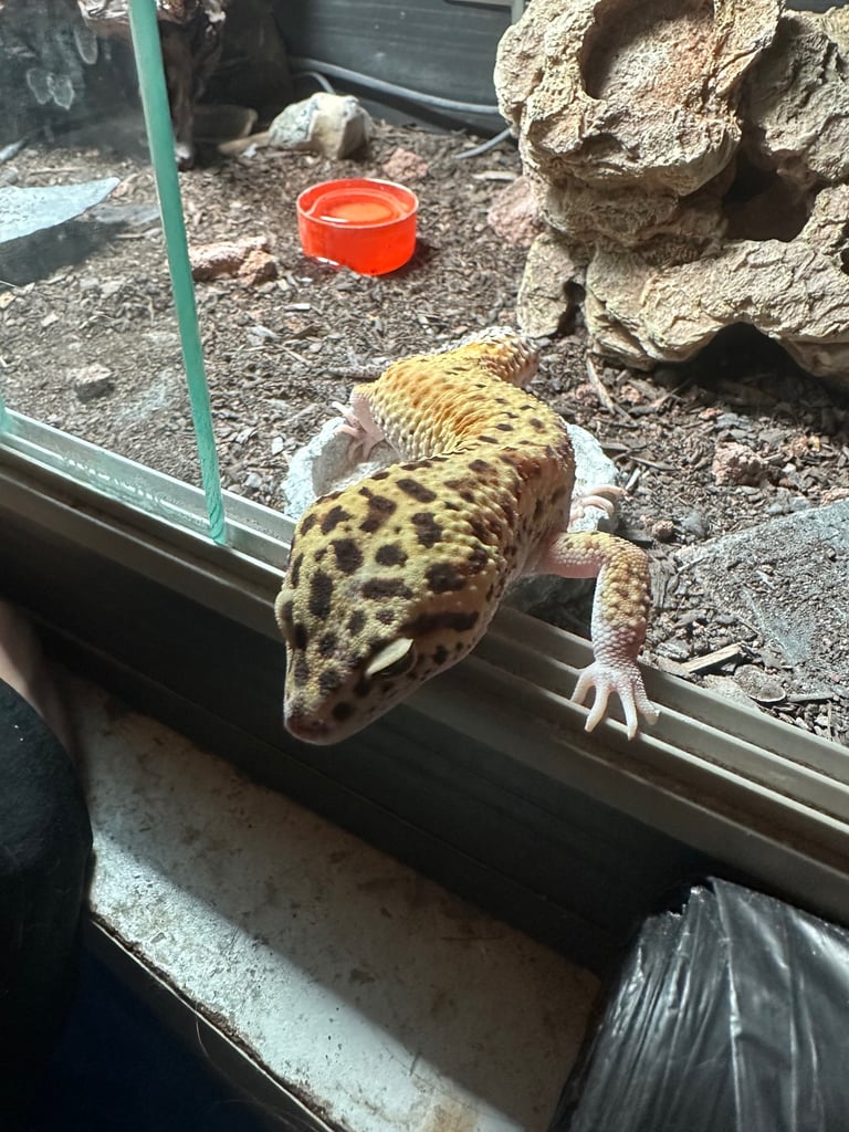 leopard gecko for sale