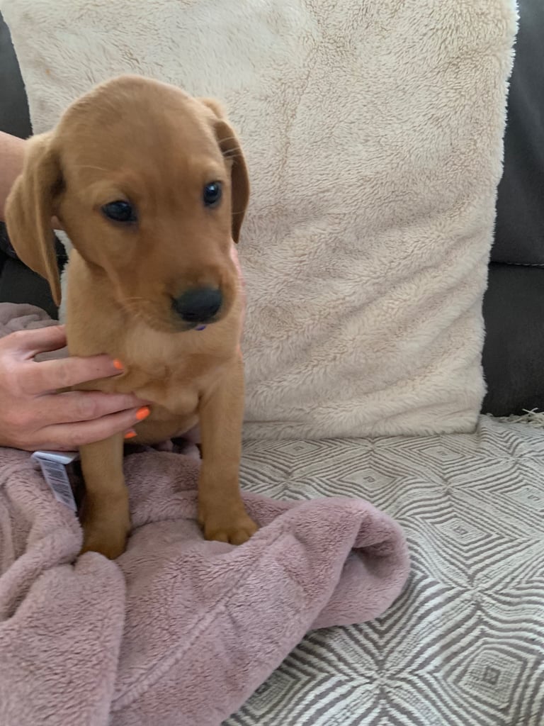 Labrador puppies 