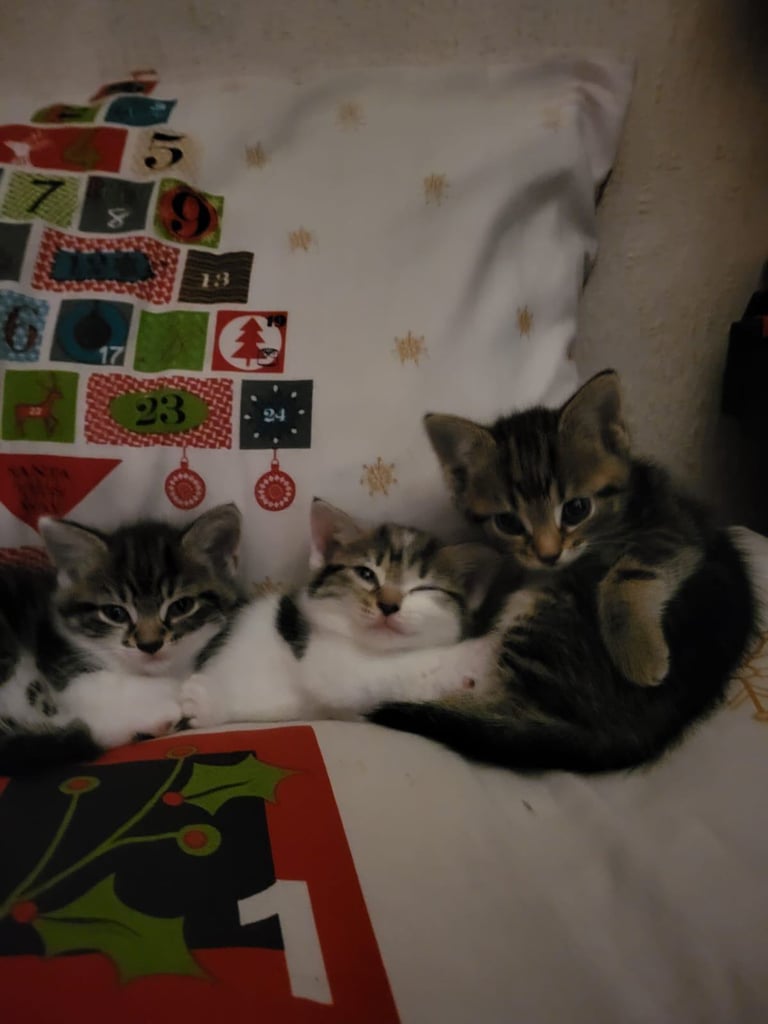 Kittens 