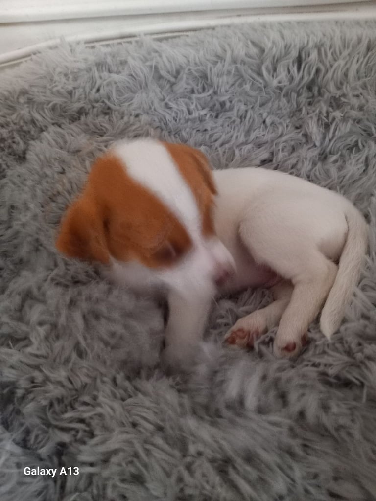 Jack russel cross
