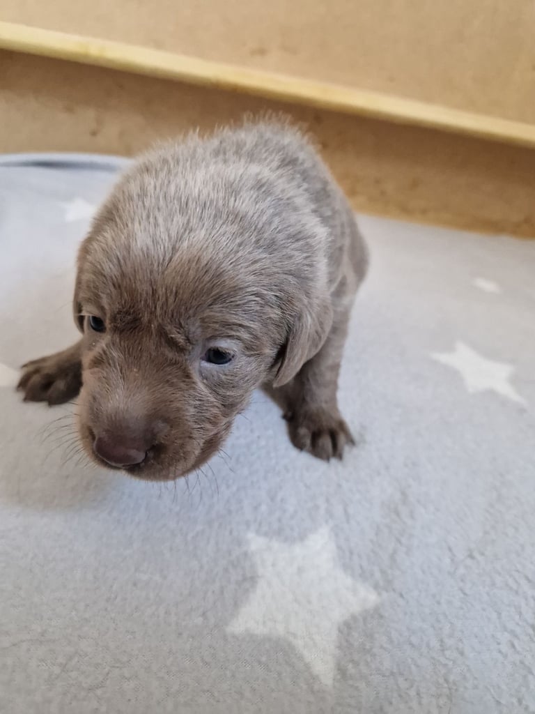 Silver labrador's KC