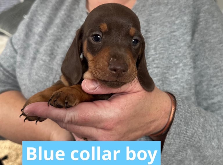Miniature dachshund puppies *READY TO LEAVE*