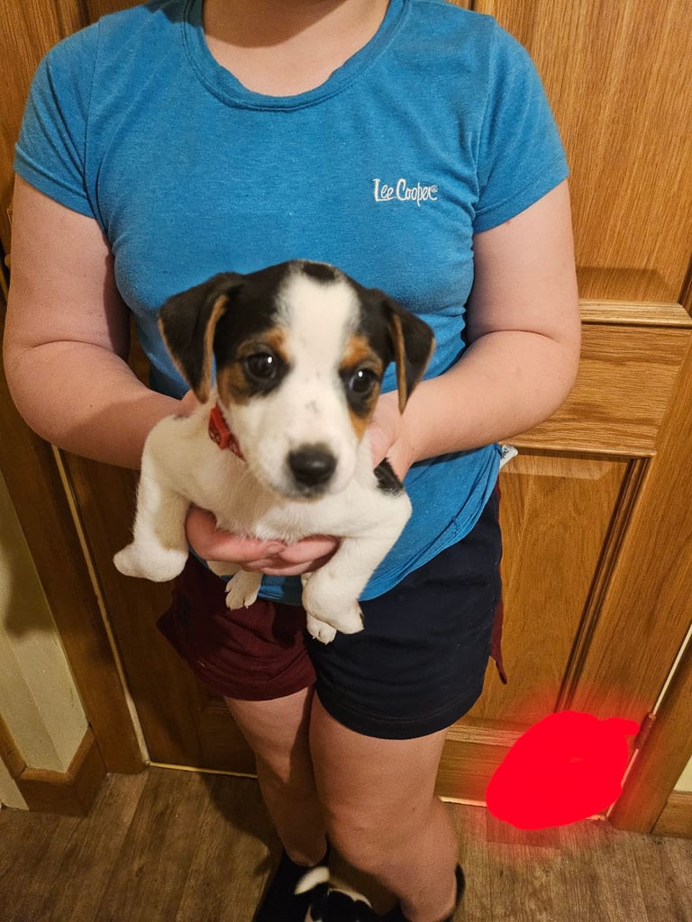 image for Smooth Coat Jack Russell Bitch