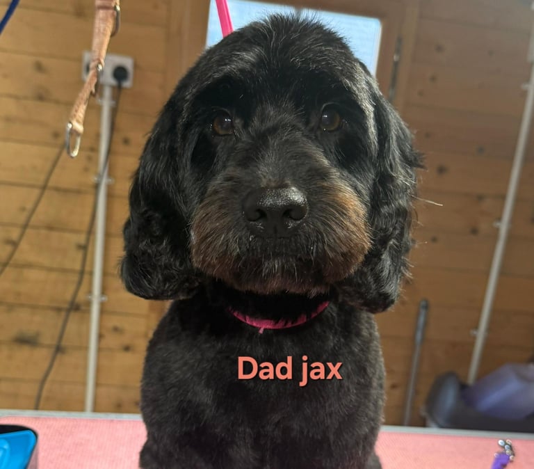 Adorable  F2 Cockapoo puppies