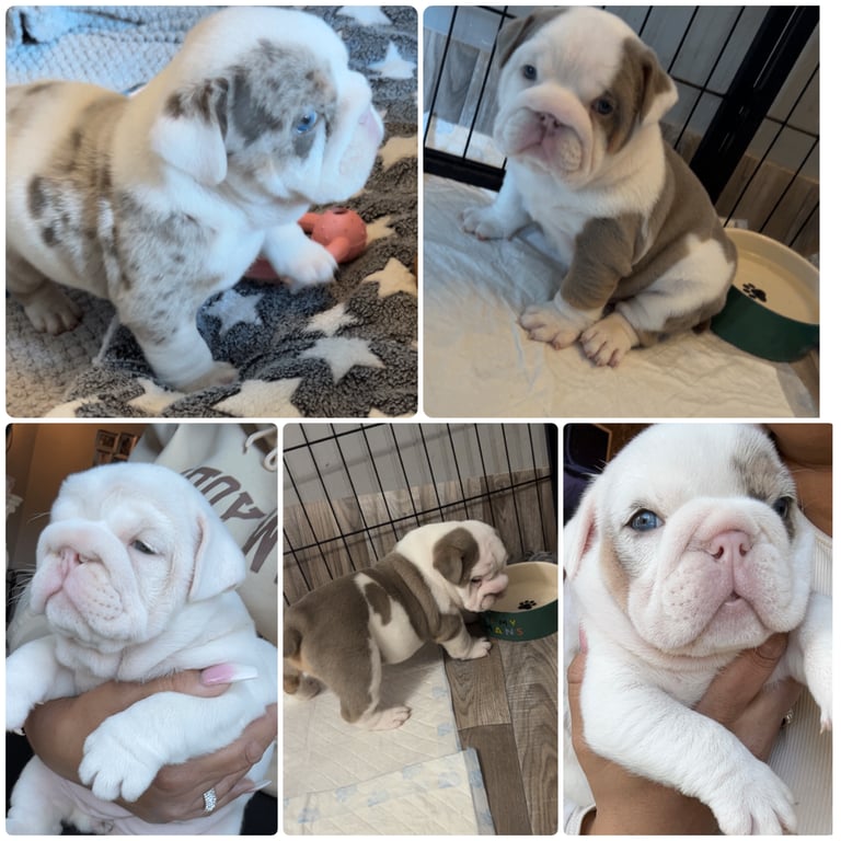 Beautiful English bulldog puppies for sale 