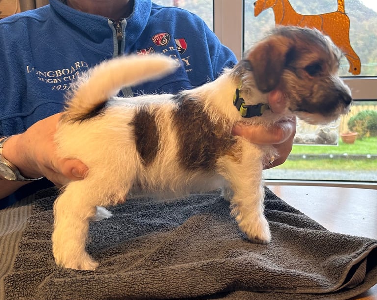 Outstanding Pedigree Jack Russell Puppies