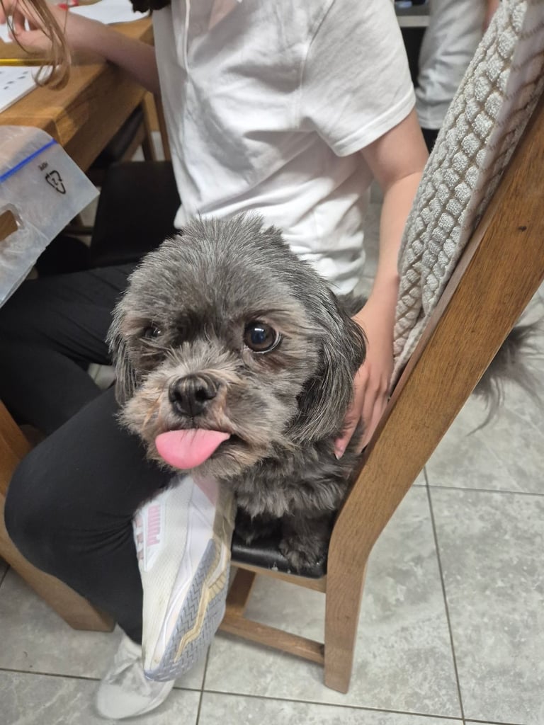 Pending collection Shih tzu x lhaso apso
