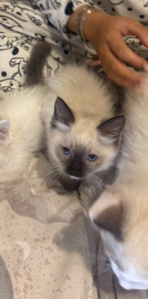 Ragdoll kittens for sale GCCF 