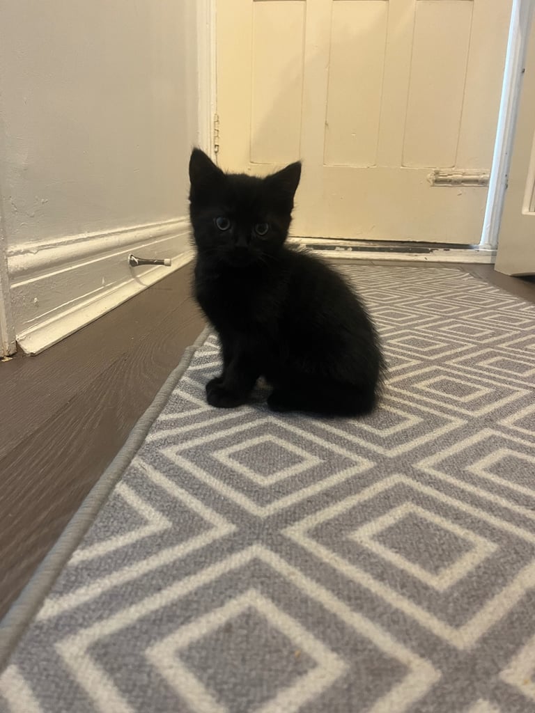 3 beautiful kittens ready for a new home 