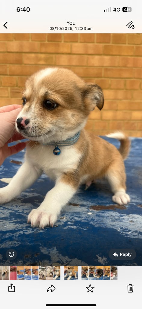Fur baby boy&girl  looking for forever home