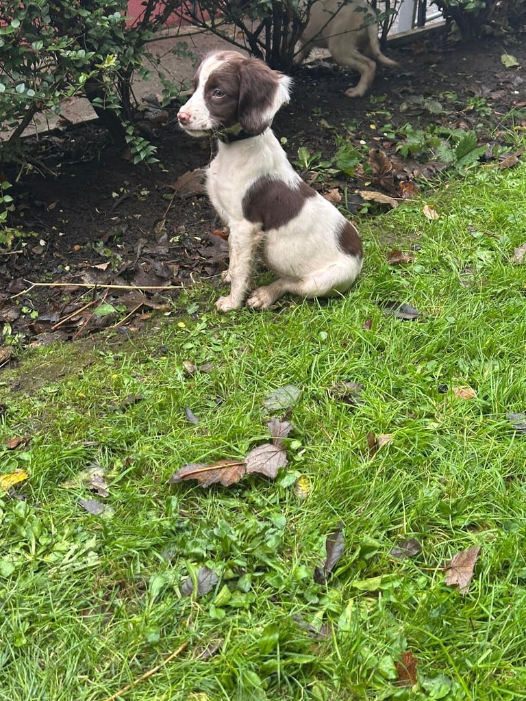 Springer spaniel pups 