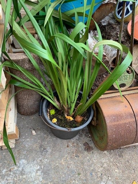 Free. Large Dendrobium orchid 