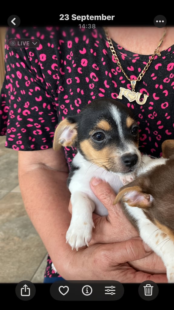 Miniature jack Russell 