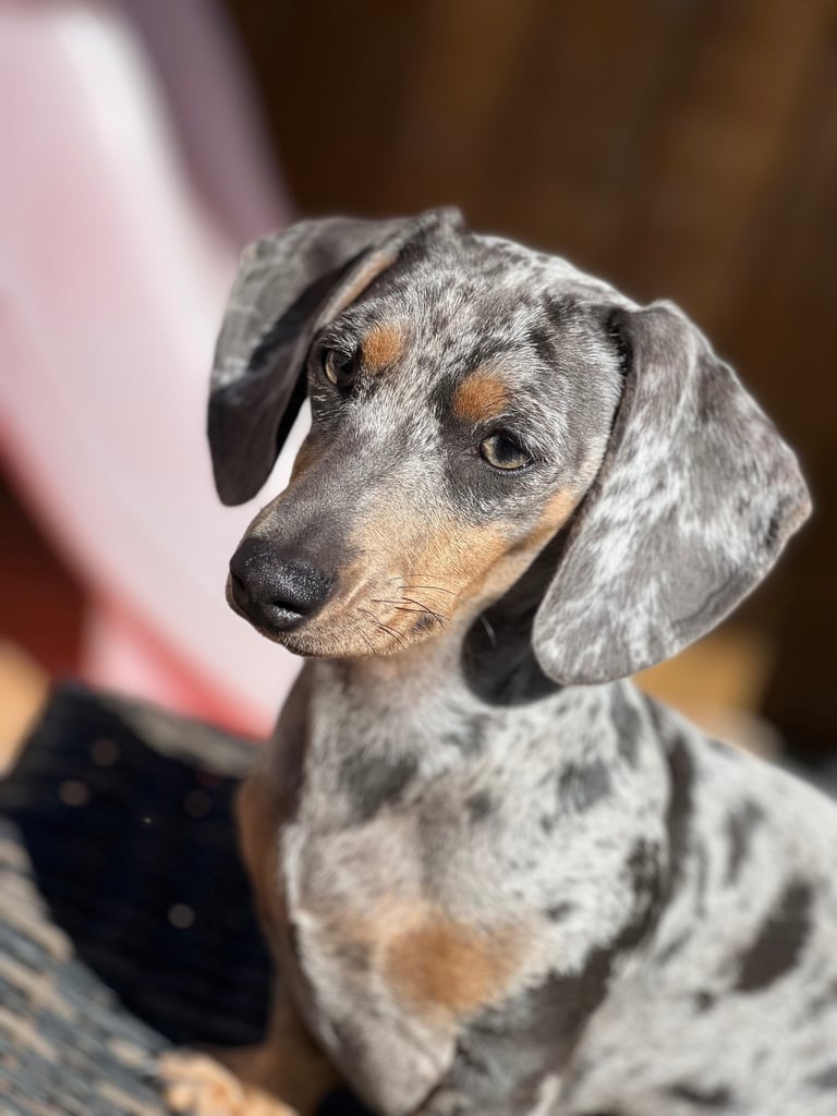 Female silver dapple mini dachshund 
