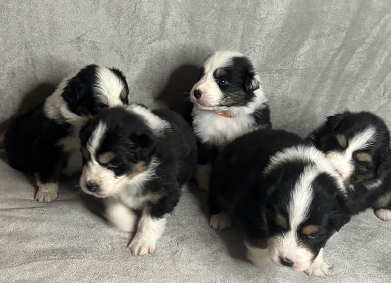 KC registered Australian shepherd puppies 