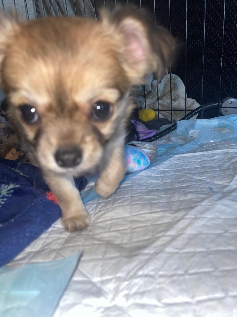 🐾Chihuahua puppies🐾2boys💙💙1girl💜