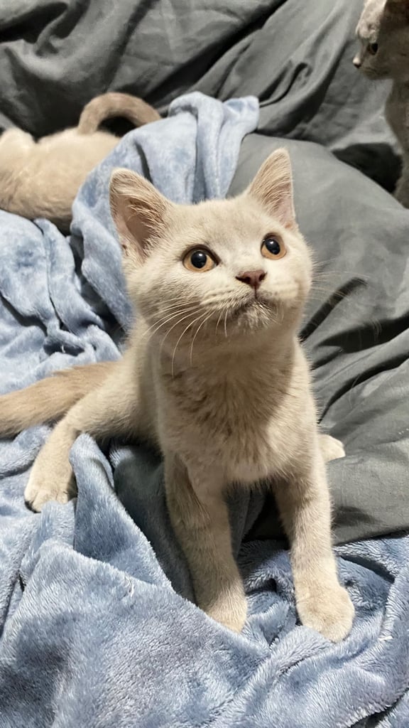 ✨Adorable British shorthair kittens ready to leave!✨