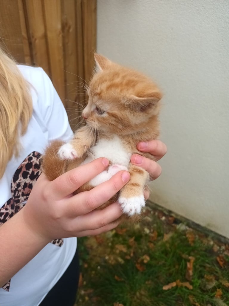 6 Kittens and Mother For Sale