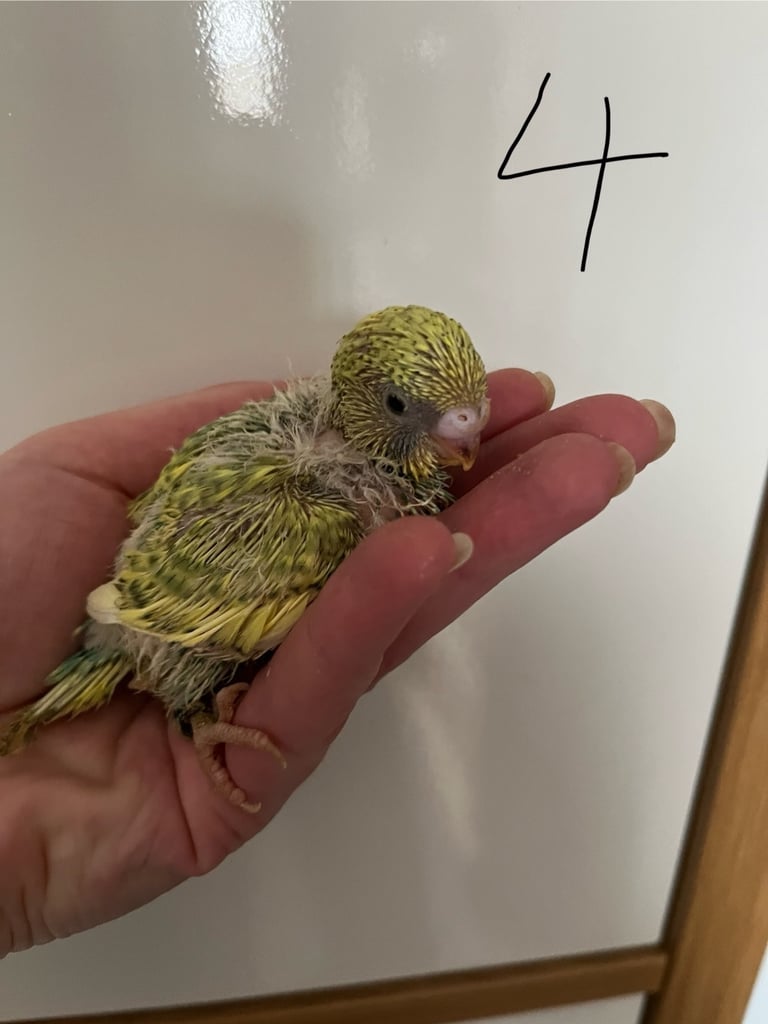 Hand reared baby budgies