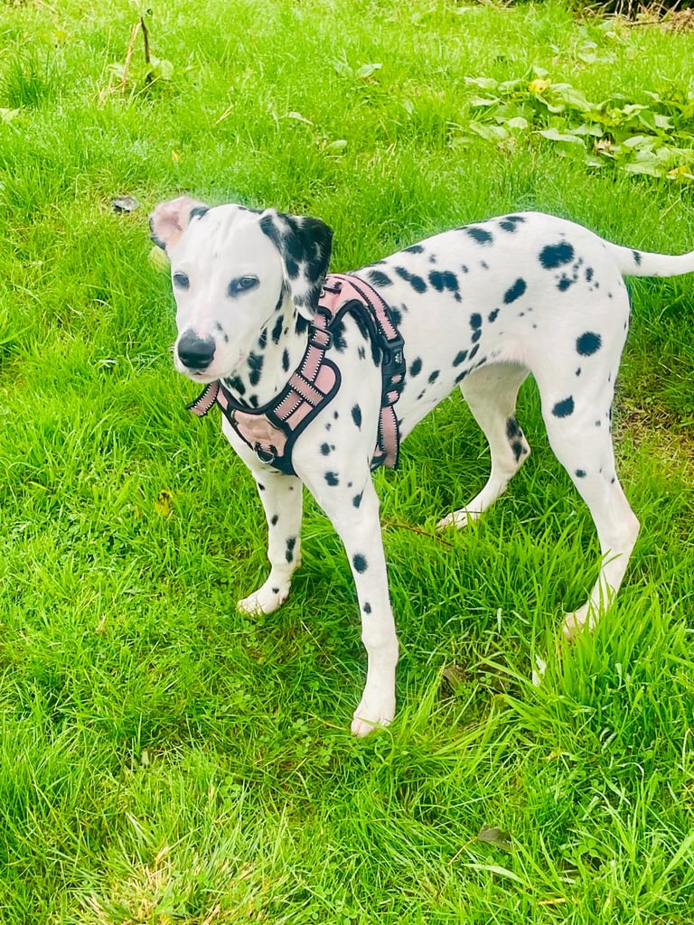 Puppy