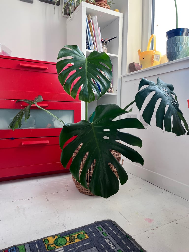 Large Monstera deliciosa (cheese plant)