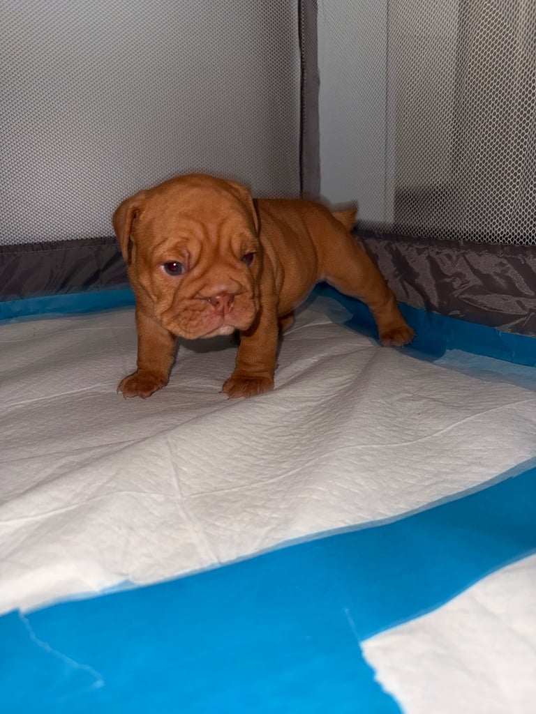 Beautiful Female English Bulldog Puppy 🩷