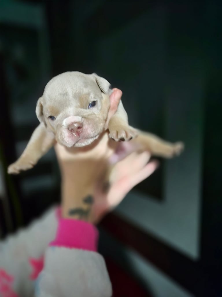 Beautiful Rainbow Litter Of New English Bulldog 
