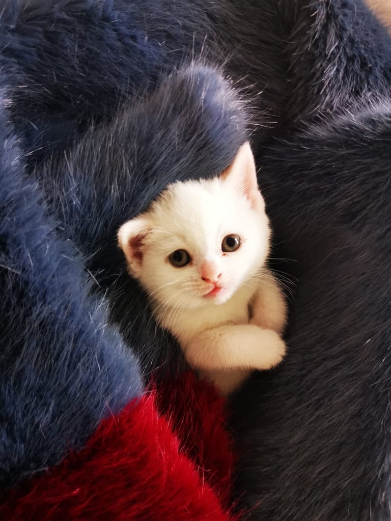 British shorthair kittens  