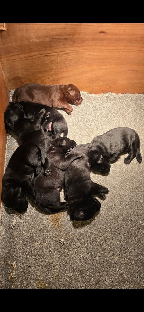 Beautiful black and chocolate labrador puppies 