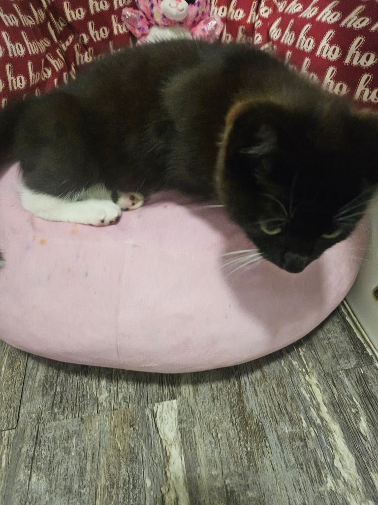 Kitten black and white 