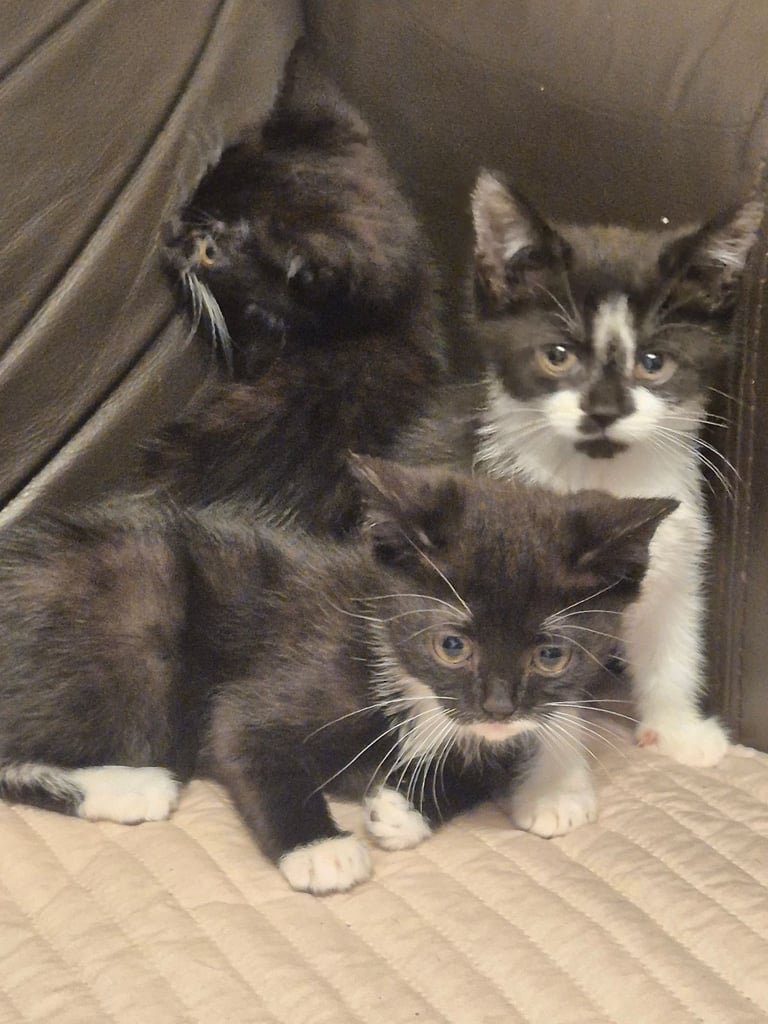 3 gorgeous female kittens. urgent. £45