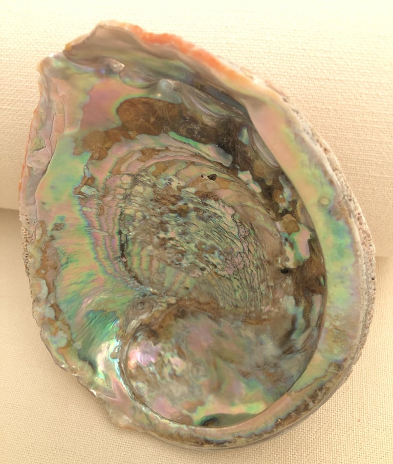 Large Abalone (?) shell ONO