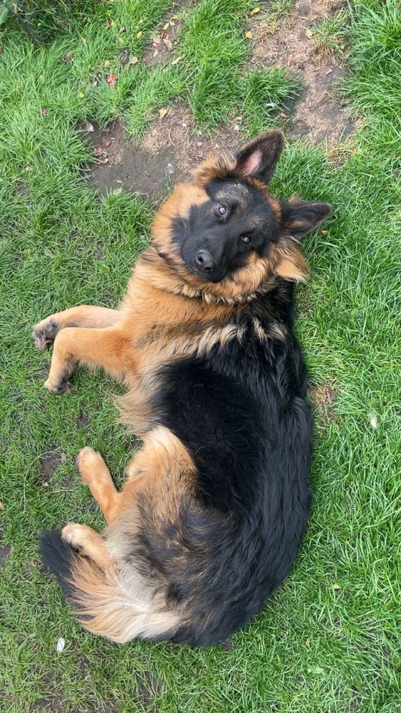 11 month old german shepherd 