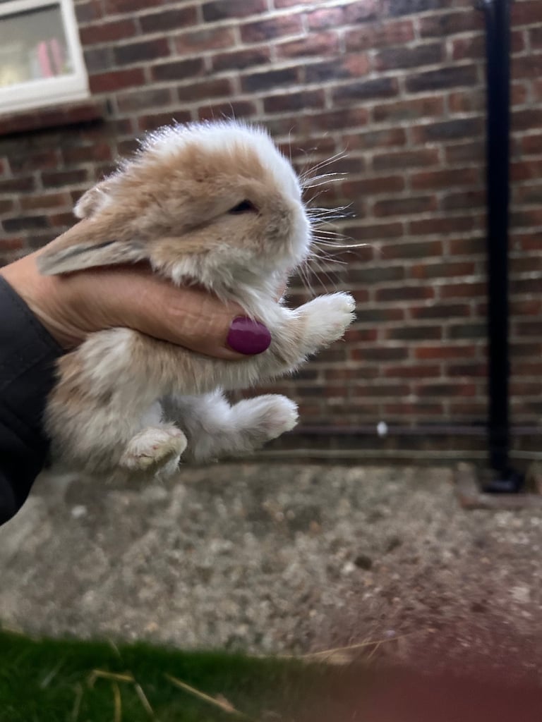 Beautiful Mini lop and Netherland dwarf baby bunnies 