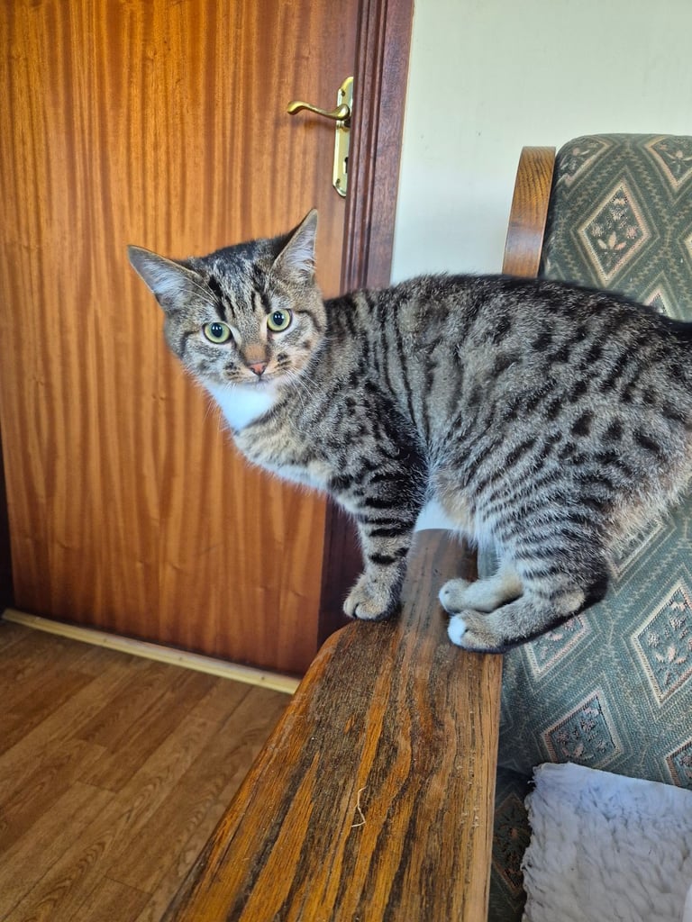 Kittens for sale
