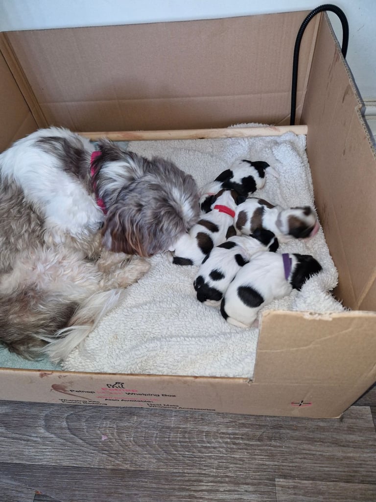 Shihtzu pups