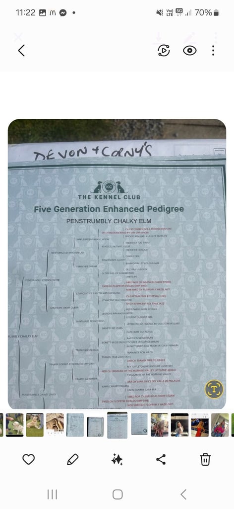 Golden retriever puppies 